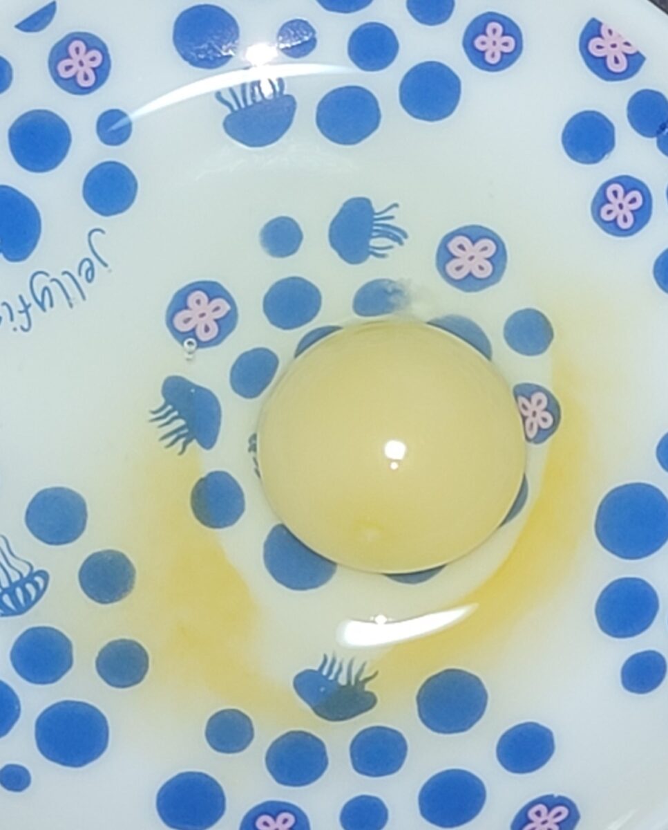 白いうずらの卵🥚