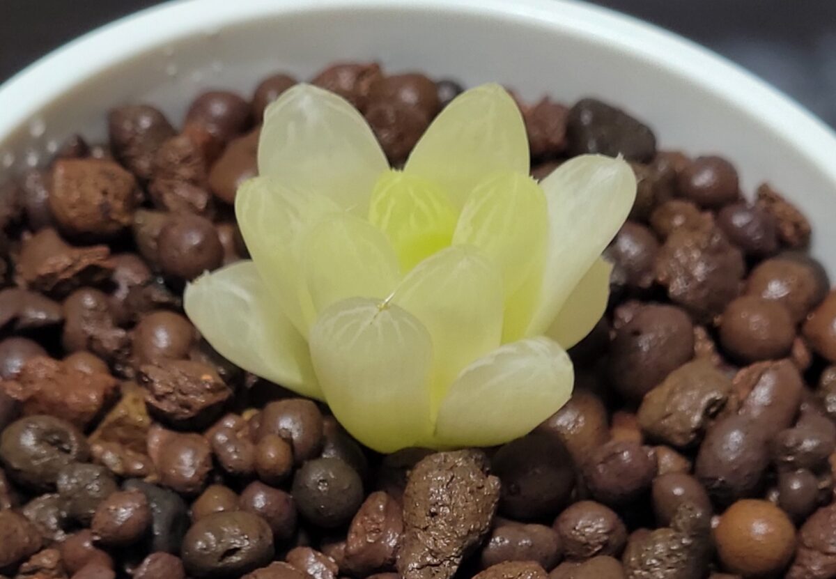 🌱アルビノの多肉植物を手に入れました🌱