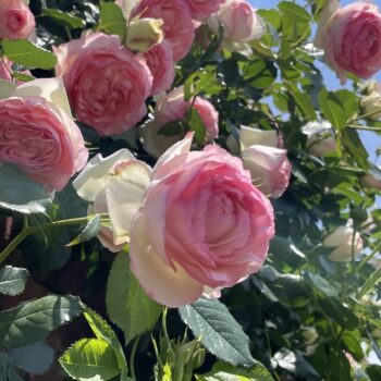 🌹宮村かなたラブタイプ診断🌹