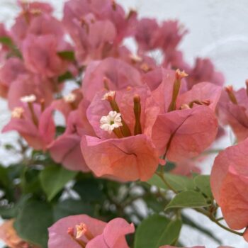 🌷プチカノ東京所属になりました🌷