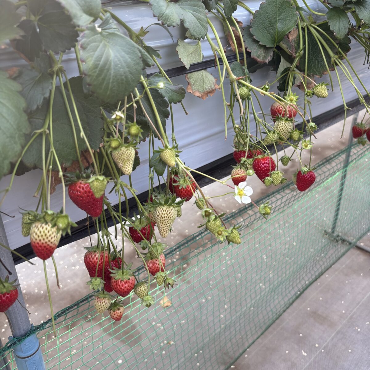 いちご狩りに行ってきました🍓✨