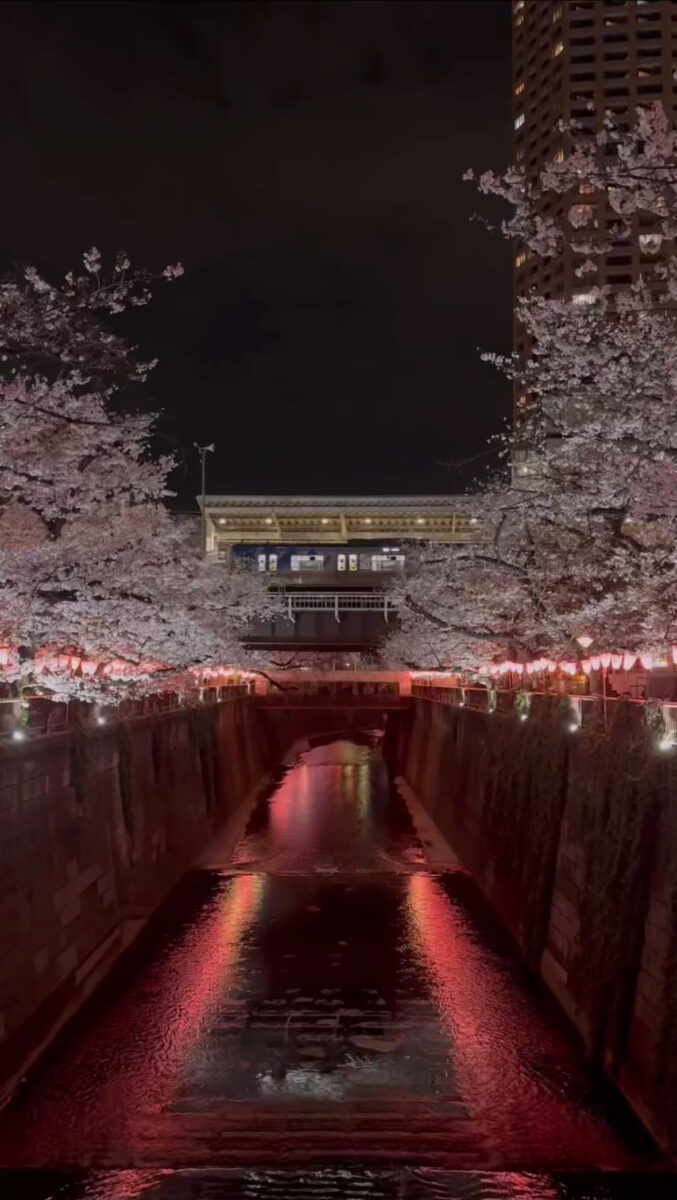 桜なくなっちゃったね🥺