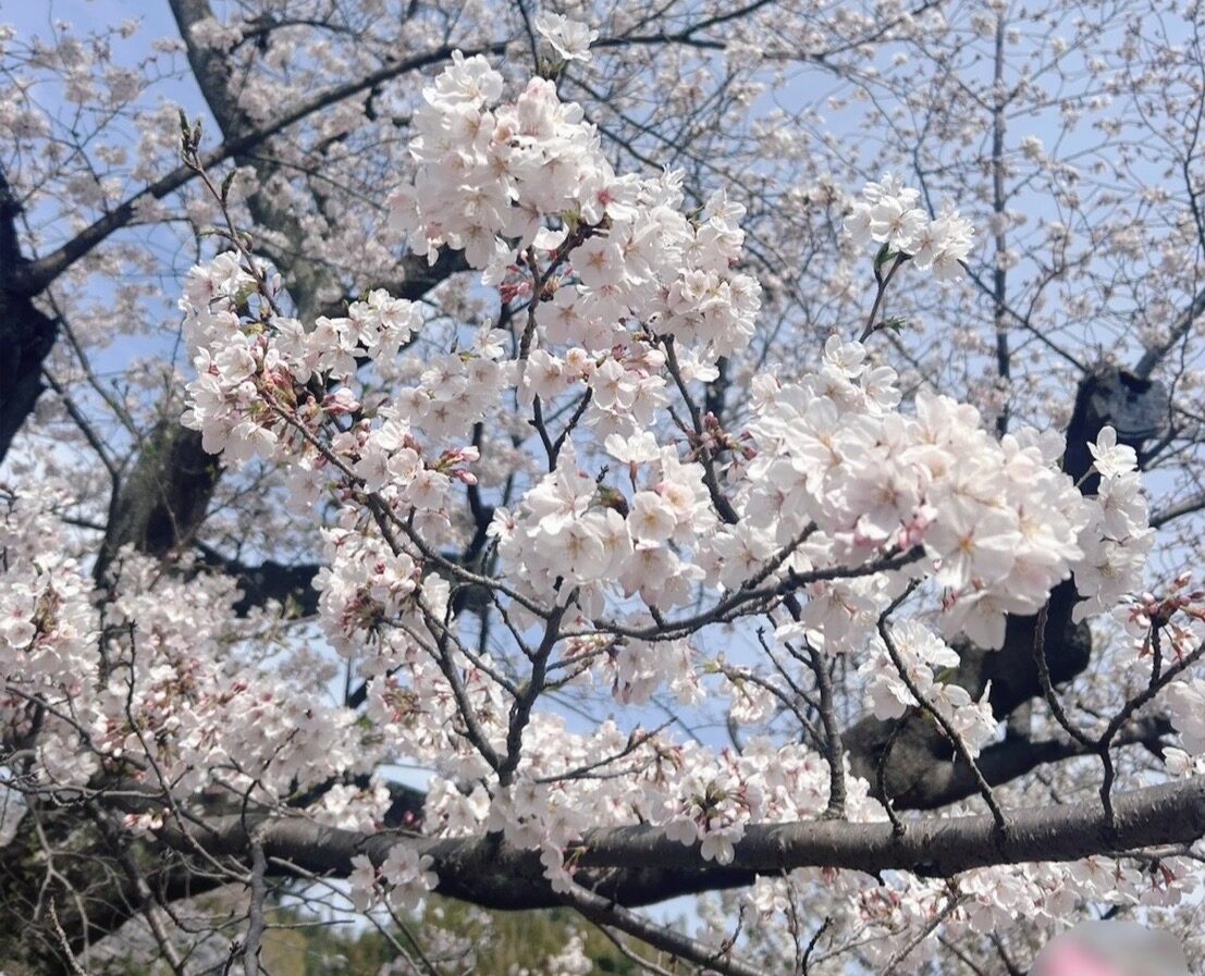 春デート